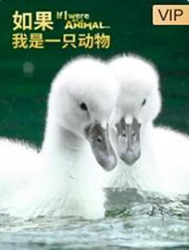 如果我是一只动物 高清封面